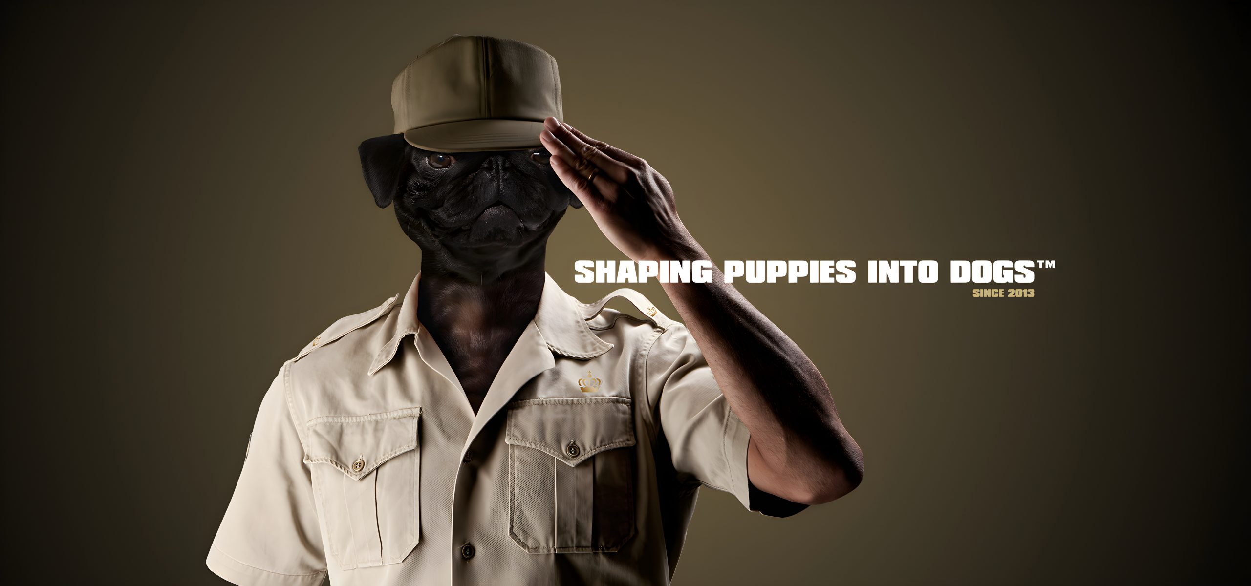 Shaping puppies into dogs image